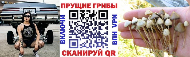 Псилоцибиновые грибы Psilocybe mega tor Зеленокумск